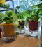 Self-watering pots now added to the Gardening Section at Odyssey, Adyar, Chennai - Odyssey Online Store