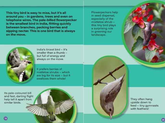 INDIAS TINIEST ANIMALS