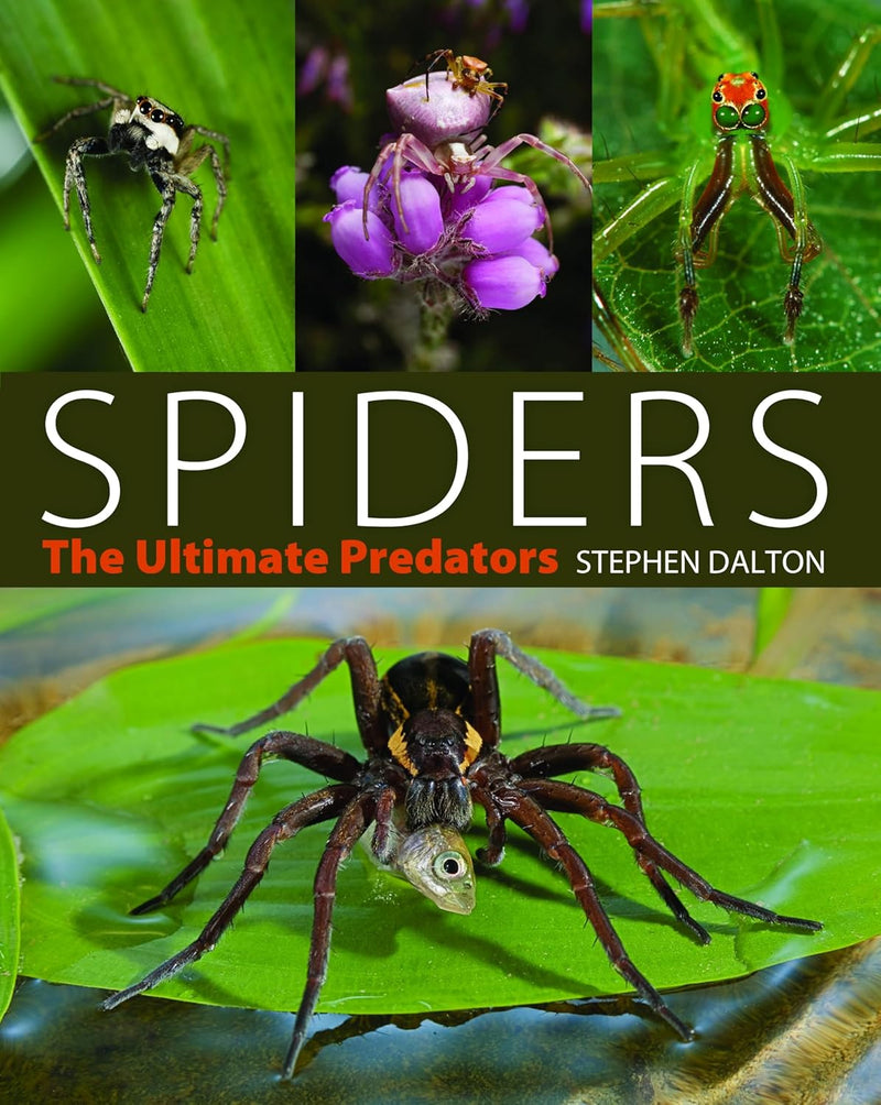 SPIDERS - Odyssey Online Store