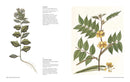 INDIAN BOTANICAL ART: AN ILLUSTRATED HISTORY