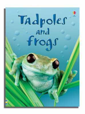 BEGINNERS : TADPOLES AND FROGS