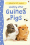 LOOKING AFTER GUINEA PIGS